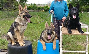 German Shepherd Dog