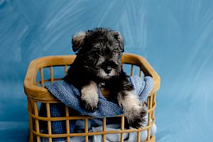 Miniature Schnauzer