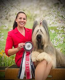 Briard