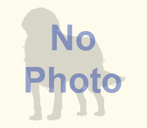 Maltese Photo