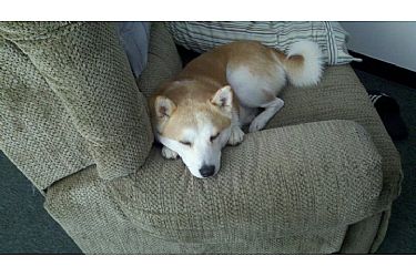 NUNO LIFE: MINI SHIBA
